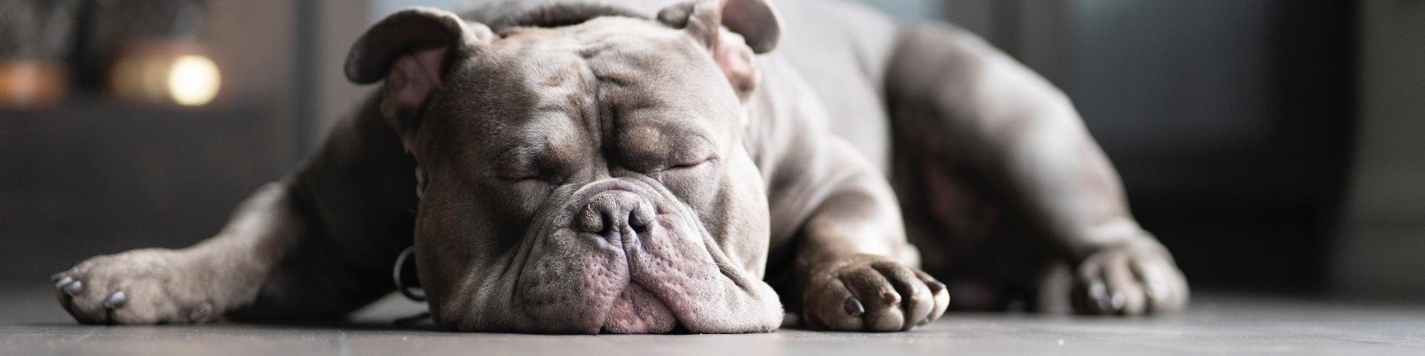 Dog sleeping on laminate floor