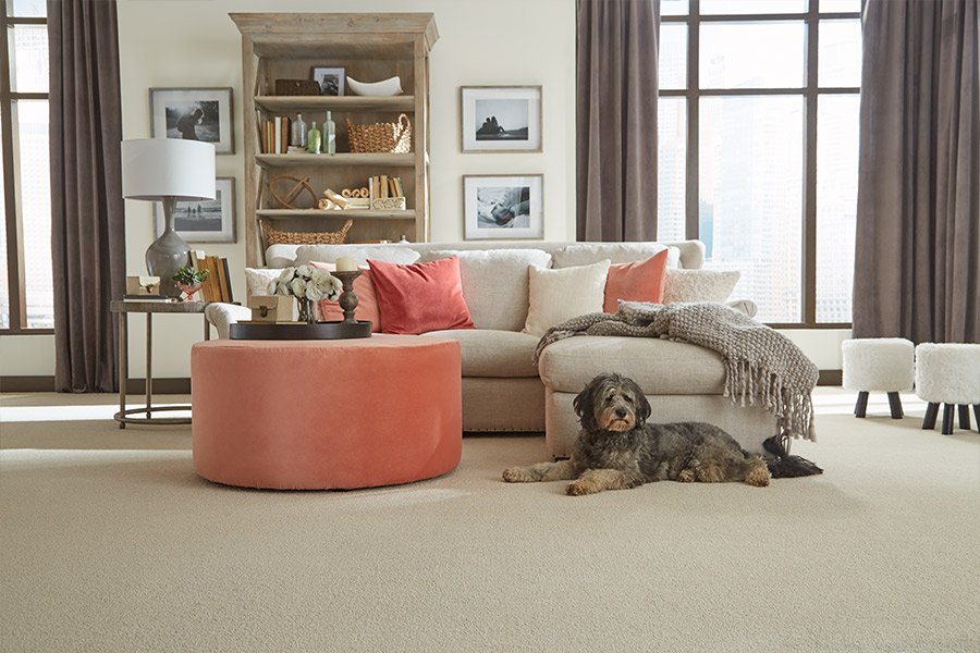 Cozy living room with carpet and a dog relaxing